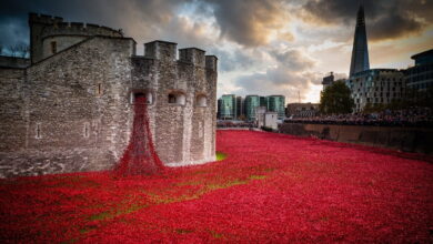 Tower of London Weeping Window Poppies Coming To Liverpool's St George's Hall From 7th November