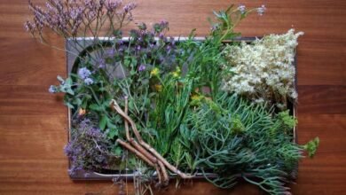 From The Beach To The Banquet; Buyers Club Launches Series of Locally Foraged Dinners with Shoreline