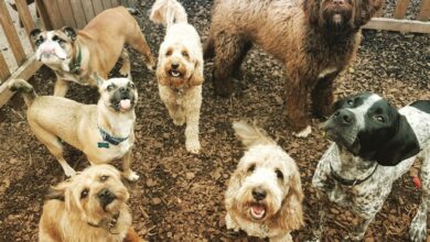 Going on Holiday? Make Sure Your Dog Is Looked After - Faye's Doggy Boutique 1