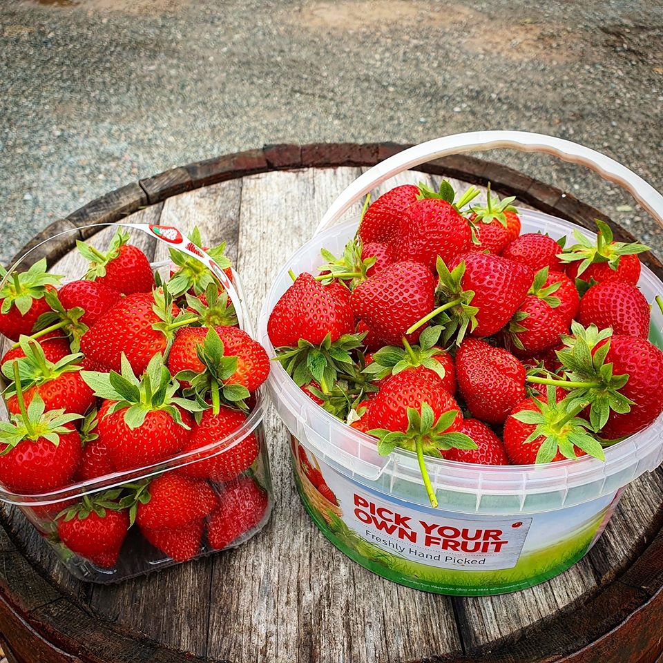 Strawberry Picking at Claremont Farm