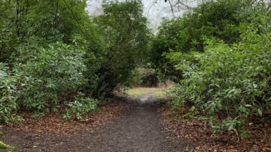 Forest Bathing In Liverpool with Journeys In Nature 1