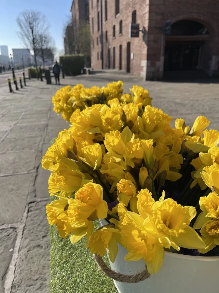 Mother's Day Royal Albert Dock Daffodil Giveaway