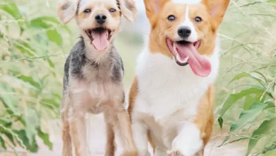 How to Choose the Right Dog Groomer: Tips for Finding a Professional 6 How to Choose the Right Dog Groomer - Tips for Finding a Professional