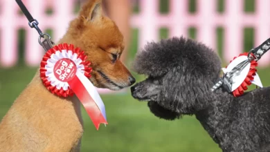 Liverpool ONE Annual Dog Show Returns This September 32 Liverpool ONE Annual Dog Show Returns This September - © Liverpool ONE