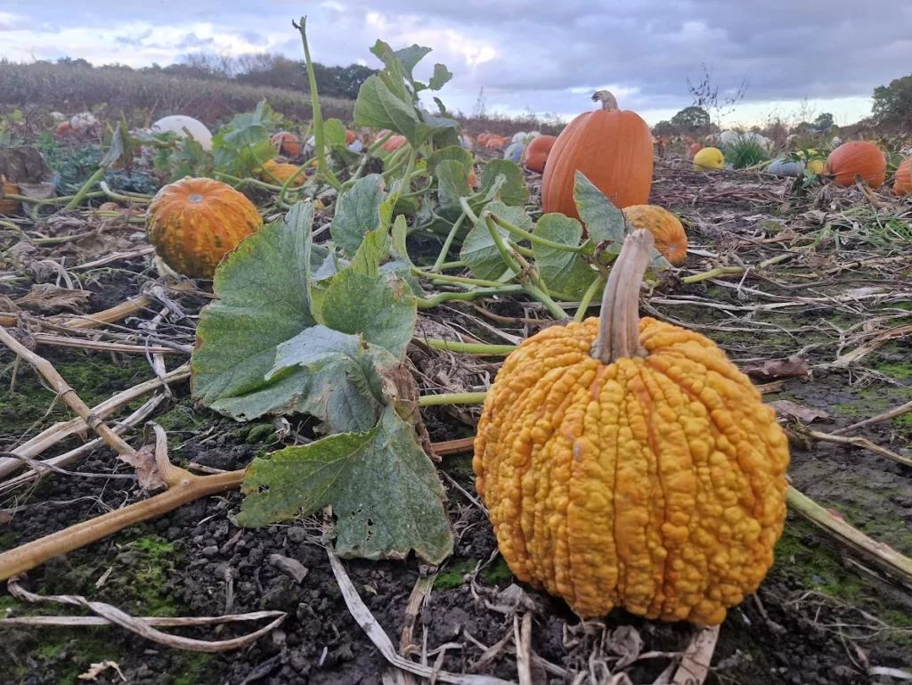 Best Pumpkin Picking Spots Near Liverpool - The Hayloft