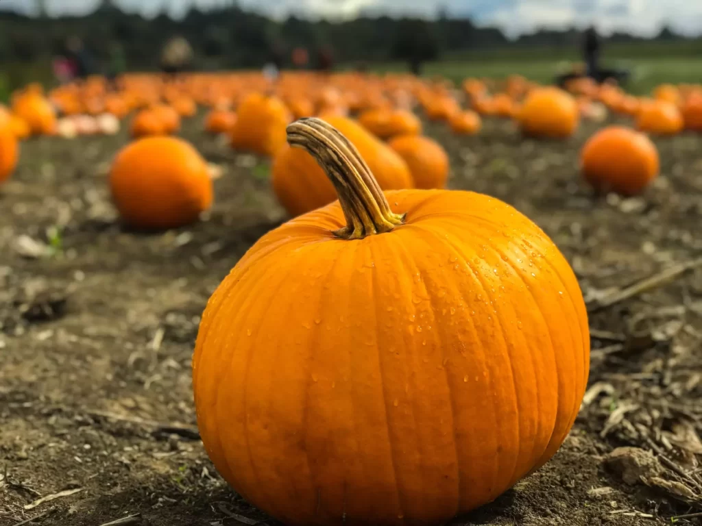 The Best Pumpkin Picking Spots Near Liverpool