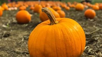 The Best Pumpkin Picking Spots Near Liverpool 5 The Best Pumpkin Picking Spots Near Liverpool