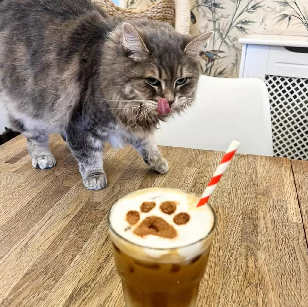 Best Coffee Shops In Liverpool - Cat Cafe