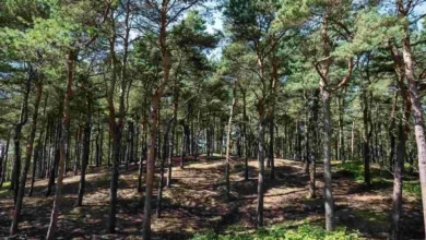 Escape To Southport This Half-Term With These Family Adventures - Formby Pinewoods