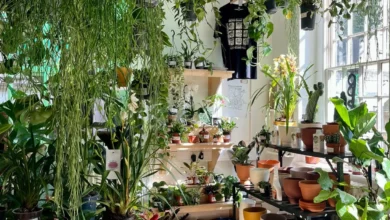 Independent Shops You Should Visit in Liverpool - Roots Houseplants