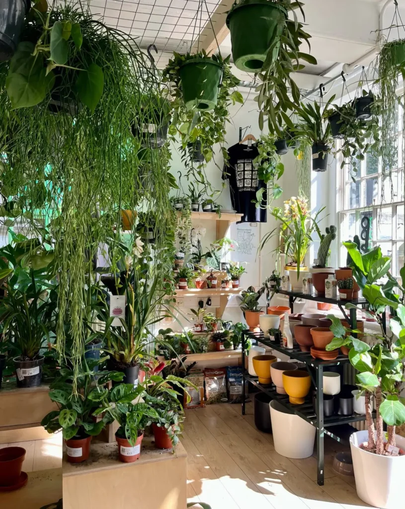 Independent Shops You Should Visit in Liverpool - Roots Houseplants