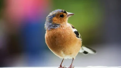 4 Ways To Support And Encourage Wildlife To Your Local Area 