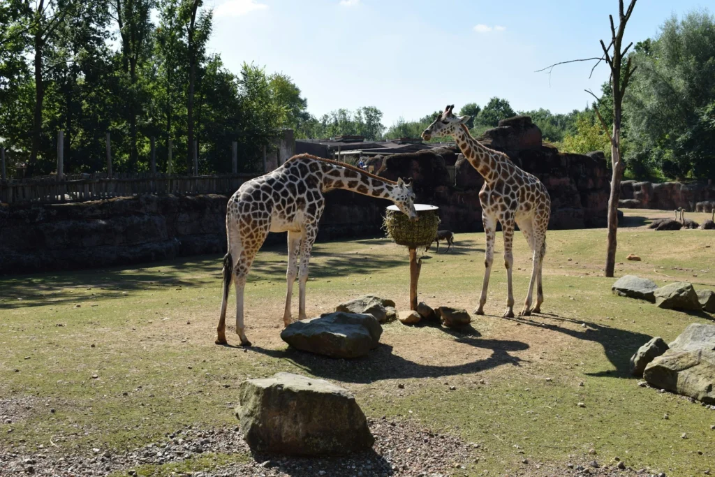 Autism-Friendly Things To Do In Liverpool: Inclusive Activities and Venues Across the Region 13 Autism-Friendly Liverpool - A Guide to Inclusive Activities and Venues Across the Region - Chester Zoo