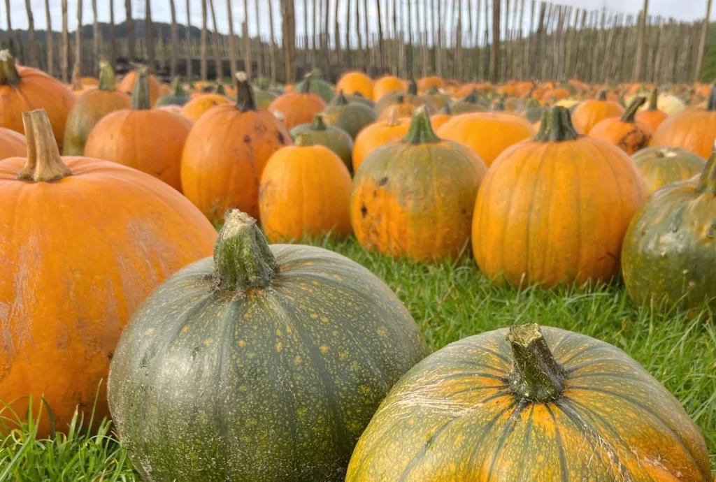 The Best Pumpkin Picking Spots Near Liverpool 4 Rainford's Pumpkin Picking