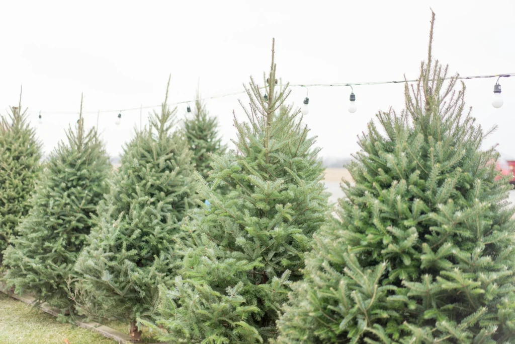 Where to Buy the Best Real Christmas Trees in Liverpool 2025