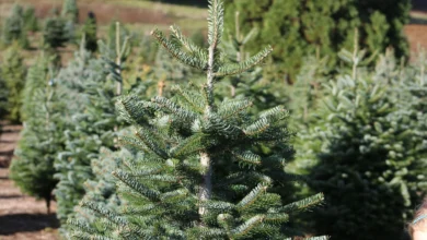 Where to Buy the Best Real Christmas Trees in Liverpool 1 Where to Buy the Best Real Christmas Trees in Liverpool