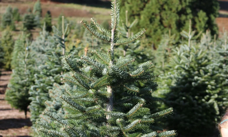 Where to Buy the Best Real Christmas Trees in Liverpool 1 Where to Buy the Best Real Christmas Trees in Liverpool