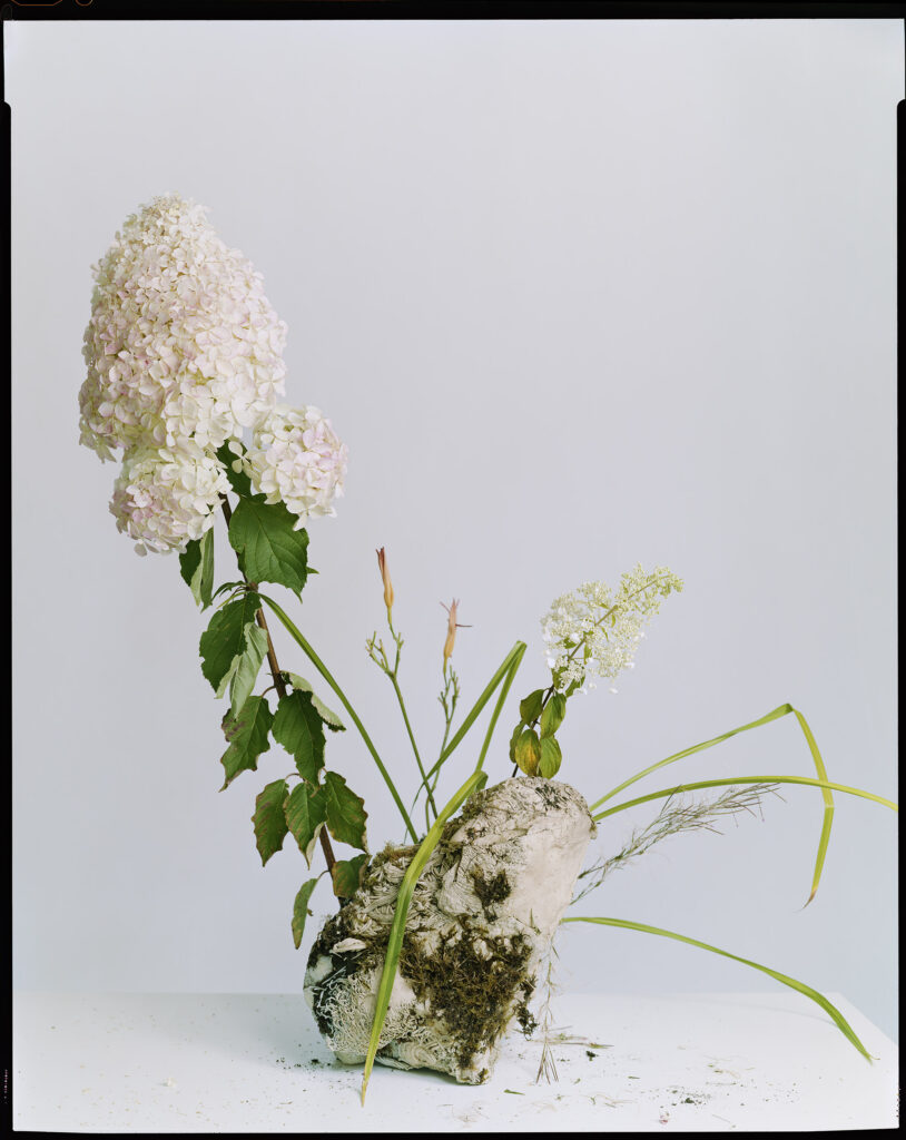 Yan Preston. The Perfect Flower project. Journey from the wild